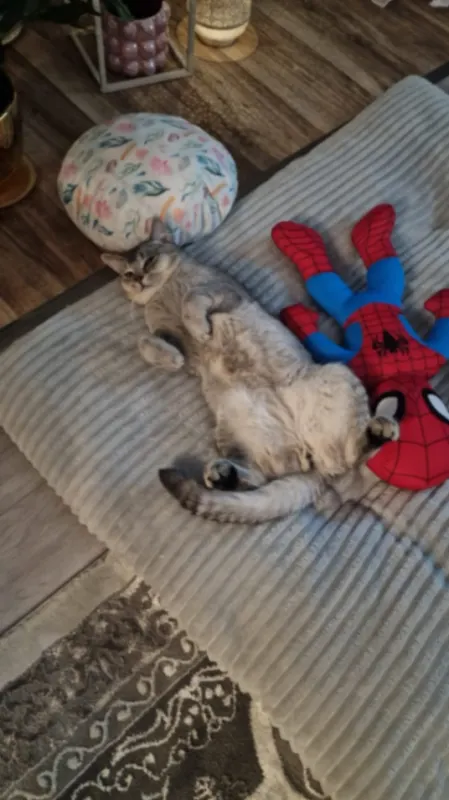 Tom, Rietberg