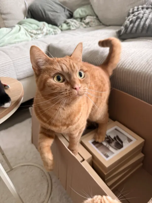 Dobby, Delmenhorst