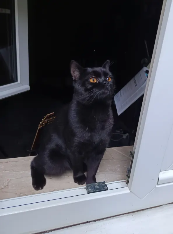 Loki, Rodgau