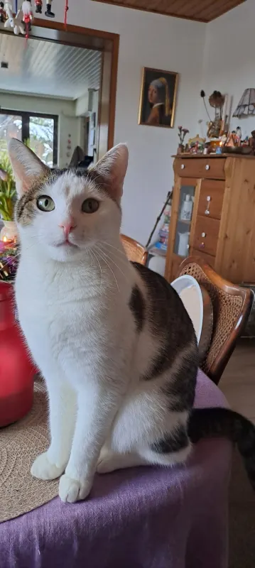 Louis, Vechelde