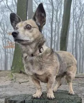 Bella, Dortmund