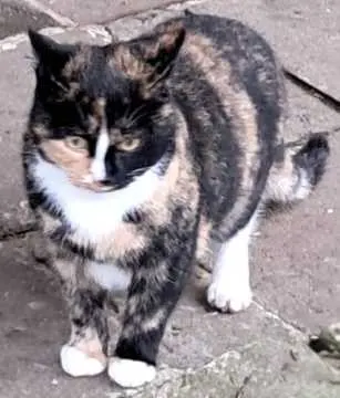 Pippi, Sondershausen