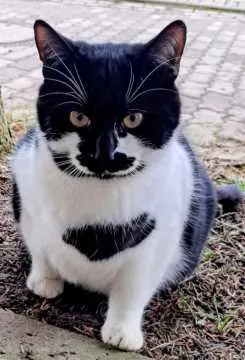 Charlie, Sondershausen
