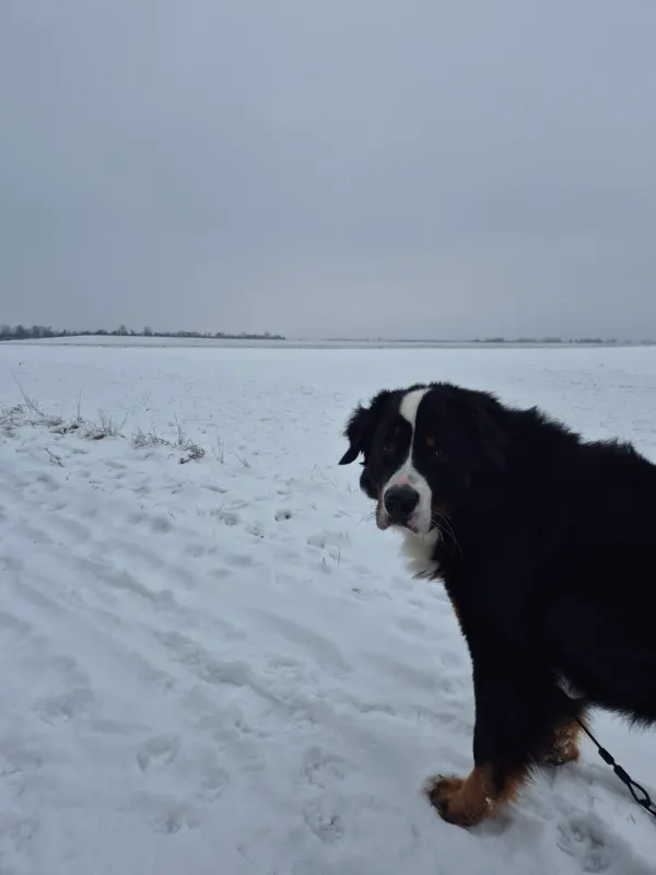 Rupert, Brandenburg an der Havel
