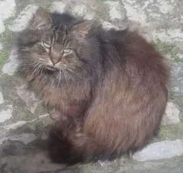 Findus, Ballenstedt