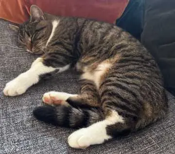 Mitzi, Freudenstadt