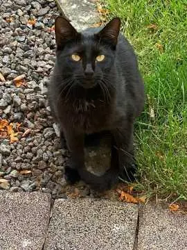 Baghira, Rödelmaier