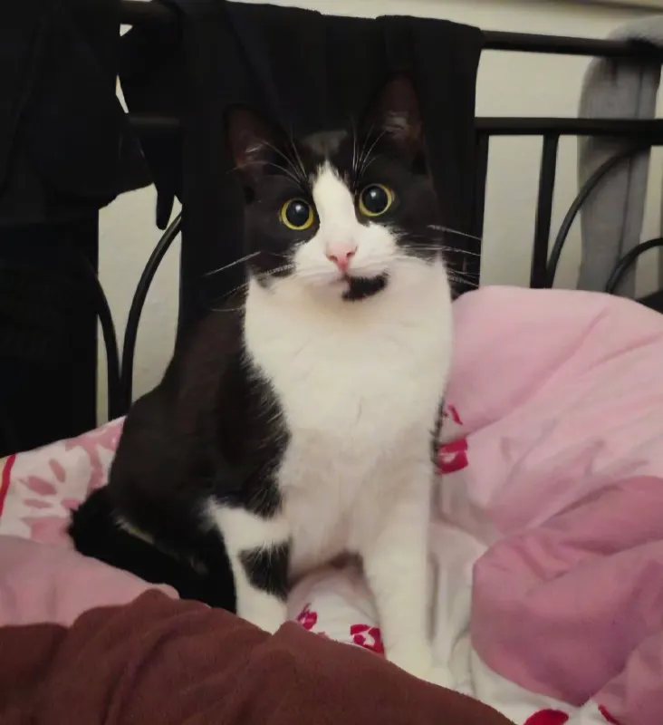 Nala, Stuhr