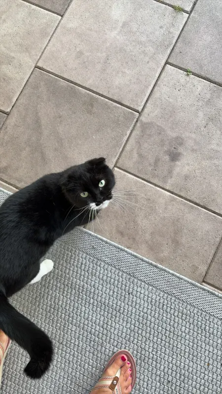 Chibi, Stuhr