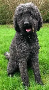 Buddy, Dorsten
