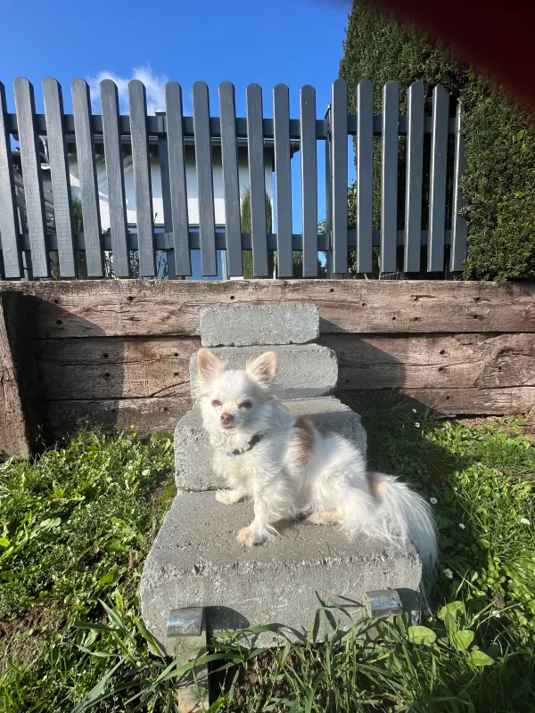 Teddy, Biebrich