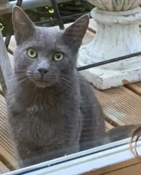 Merlin, Oberzent
