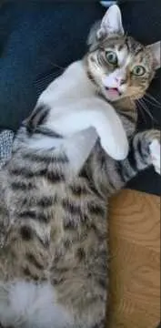 Simba, Büren