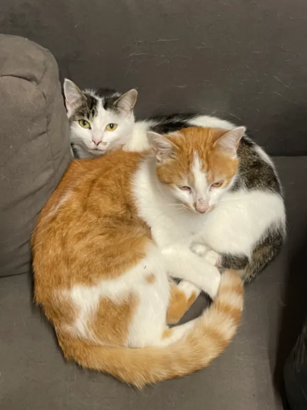 Simba, Puchheim