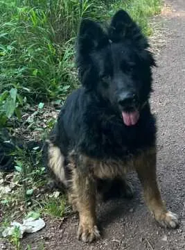 Rex, Weiskirchen