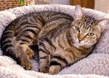 Nala, Neuenstein