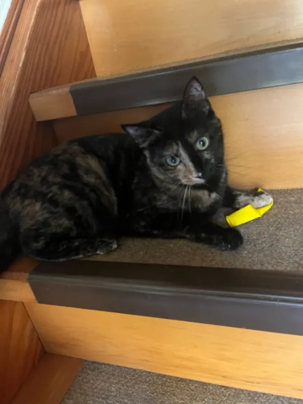 Nala, Püttlingen