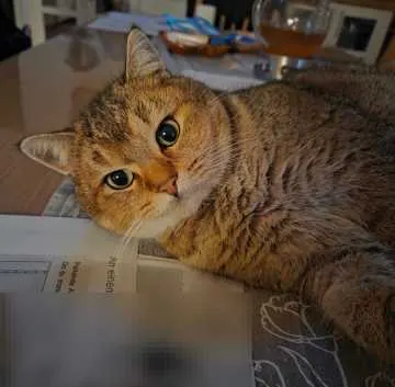 Simba, Ahrensfelde