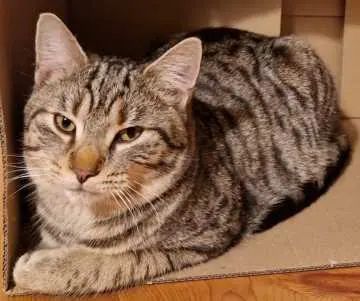 Miro, Molchow