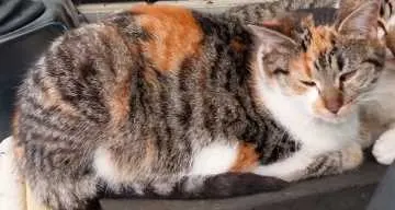 Angie, Bocholt