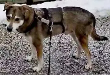 Banjo, Dillenburg