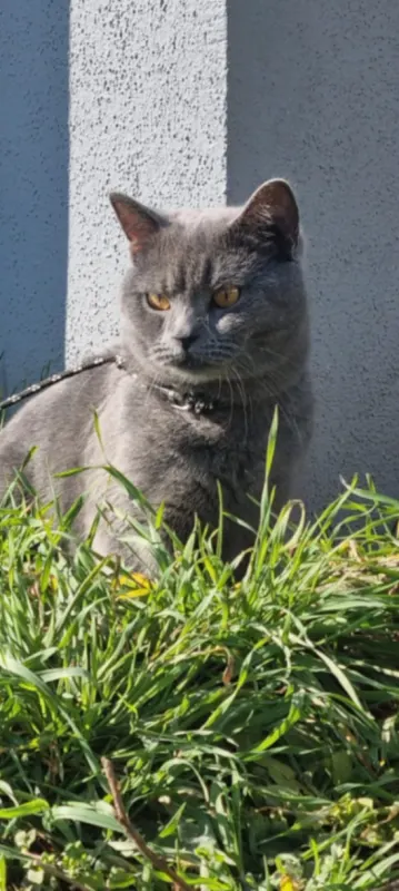 Katze Duman, Karlsruhe