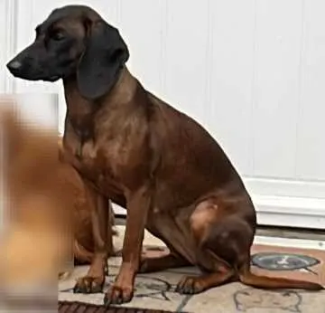 Ronja, Möhnsen