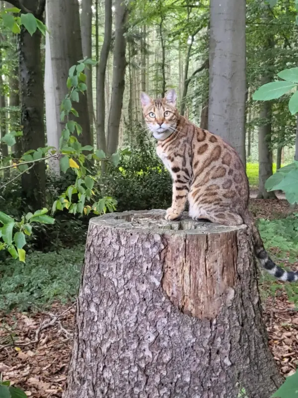 Maja, Leer