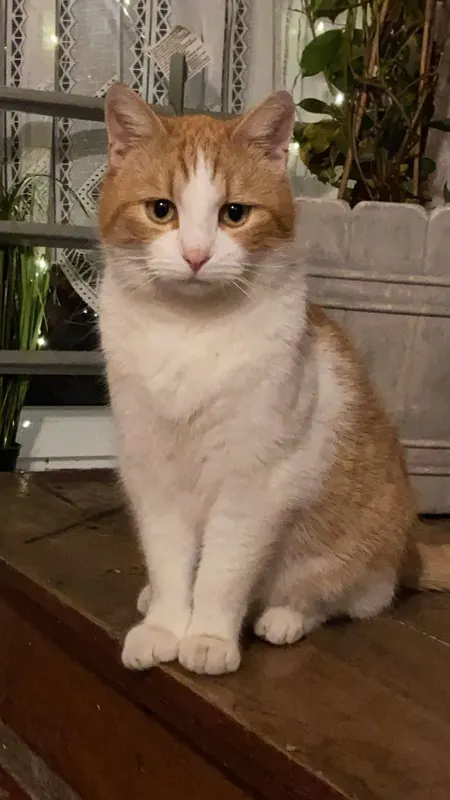 Leo, Torgau