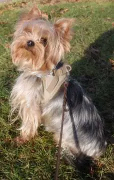 Leeloo, Altensteig