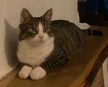 Linus, Buchenberg