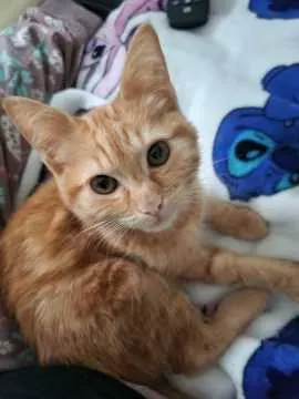 Garfield, Parchim