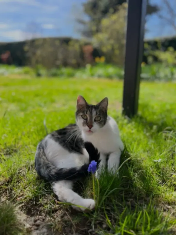 Matti, Göttingen