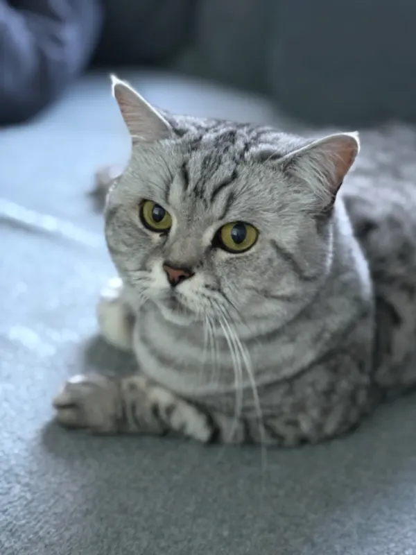 Coco, Jülich