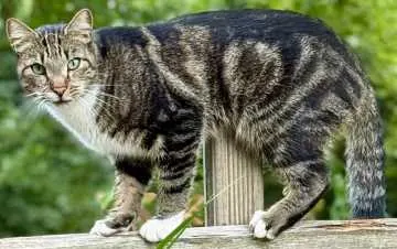 Spot, Telgte