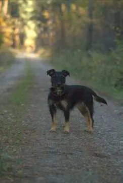 Stace, Wald-Michelbach