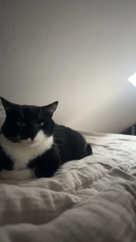Simba, Jülich