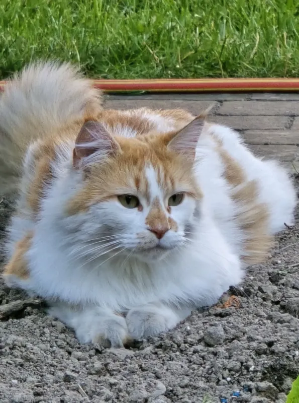 Lilli, Jülich