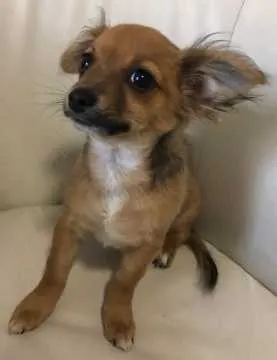 Pancho, Duisburg