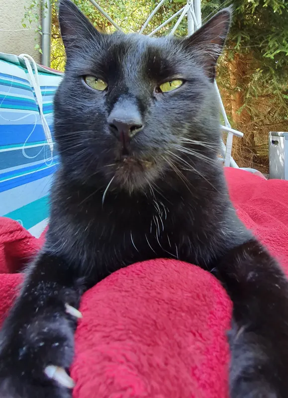 Tommy, Döbeln