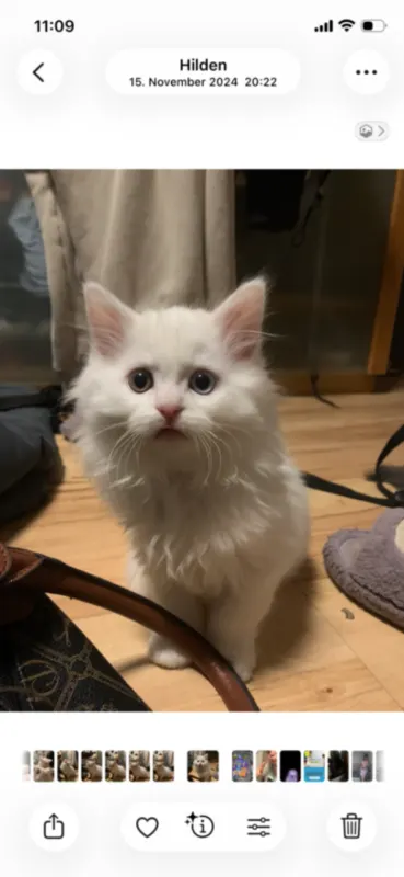 Fluffy, Hilden