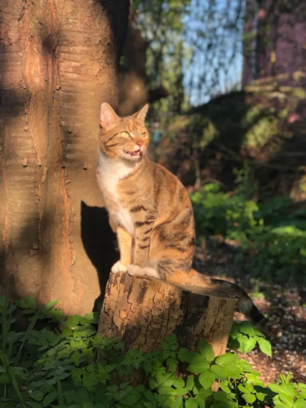 Cleo, Höxter