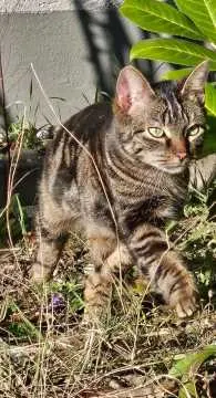 Nala, Alsbach-Hähnlein