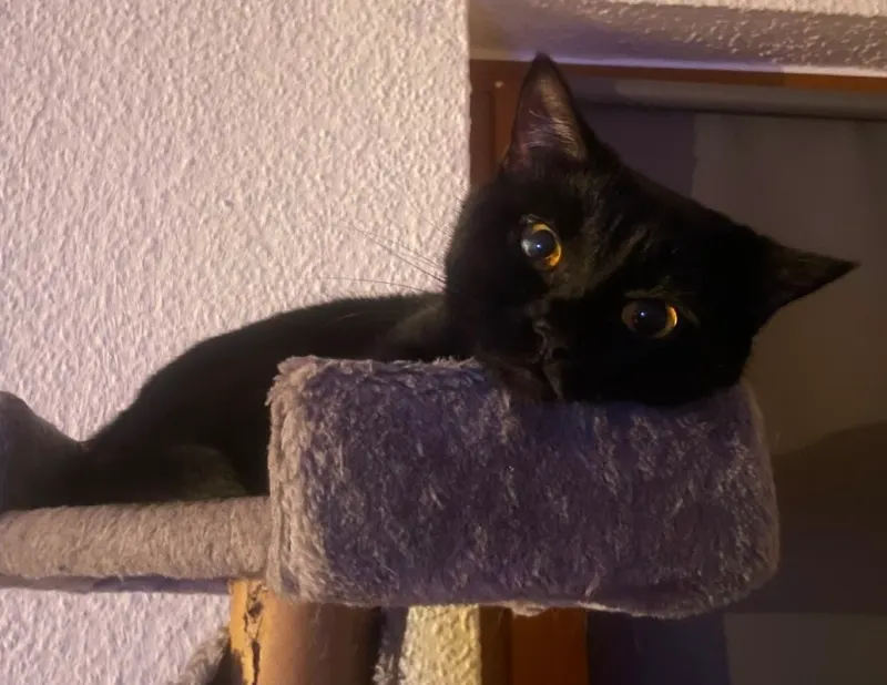 Amani, Arnstadt