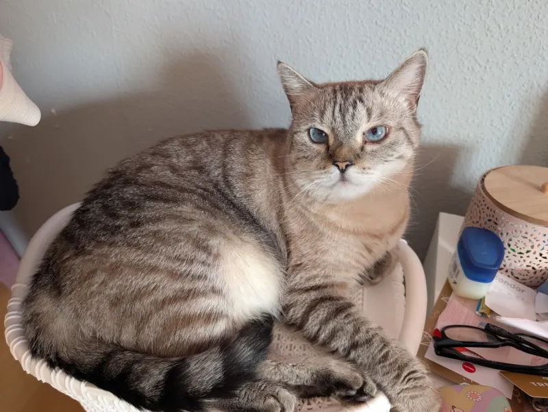 Tigger, Falkensee