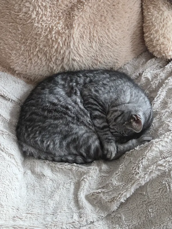 Silver, Plauen