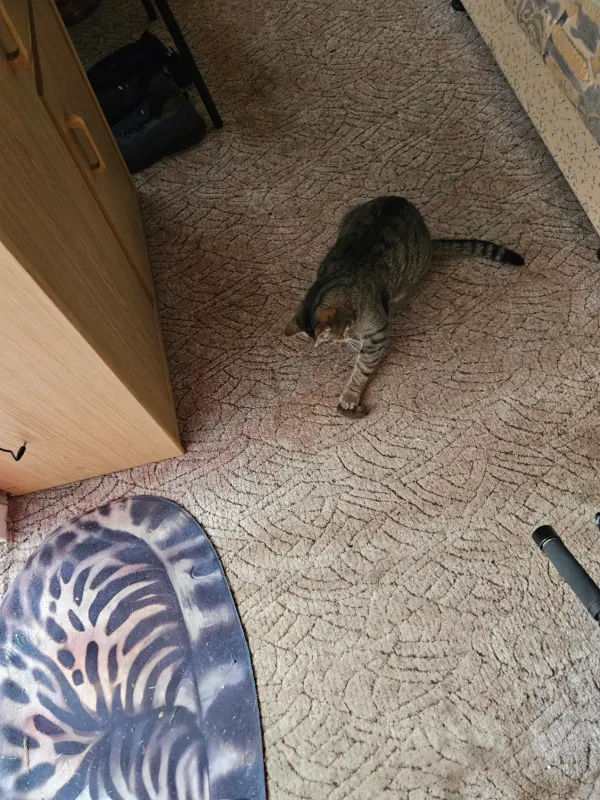 Gizmo, Plauen