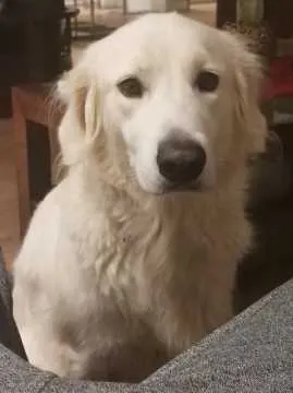 Benji, Dreieich