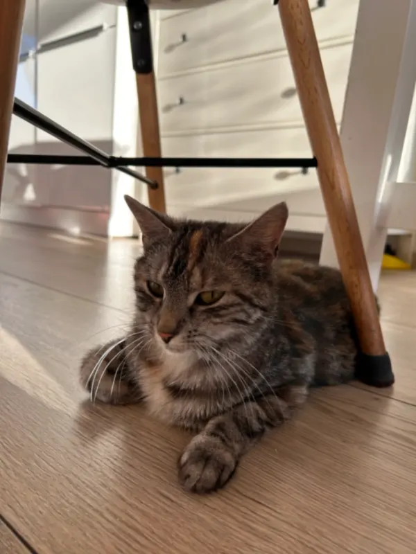Kitty, Lage