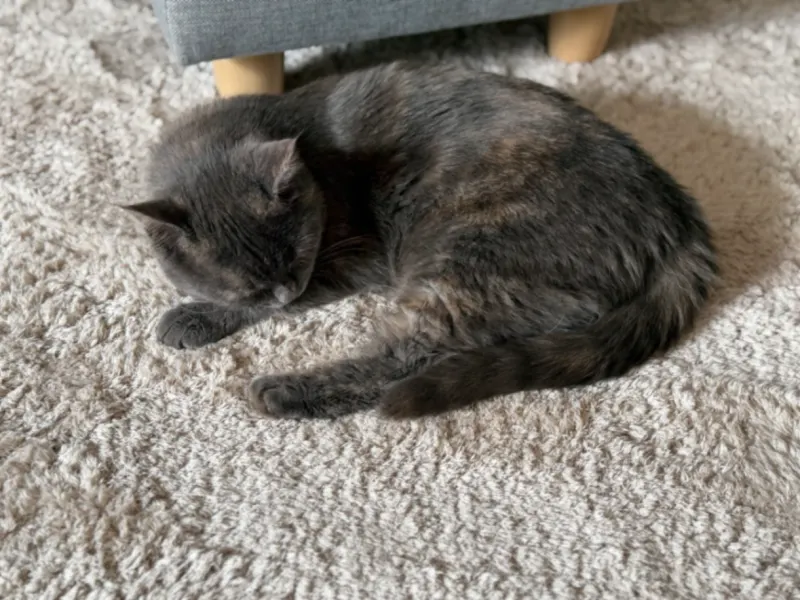 Lotti, Suhl